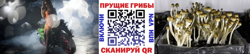 Псилоцибиновые грибы мухоморы  Пересвет 